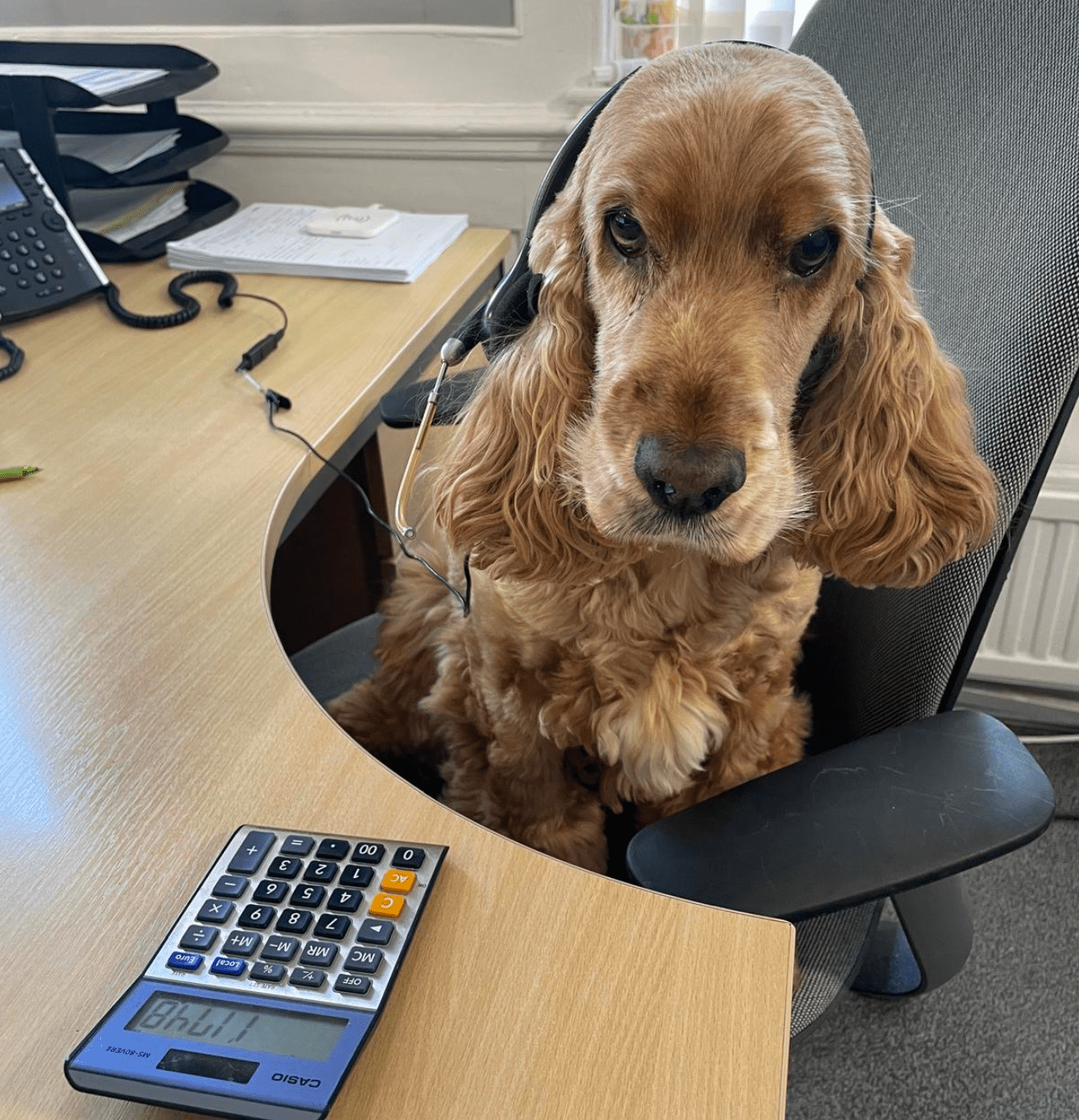 Creditserve dog sitting at a desk